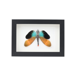 Alternative view of Πεταλούδες