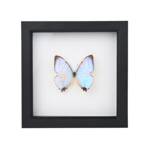 Πεταλούδες